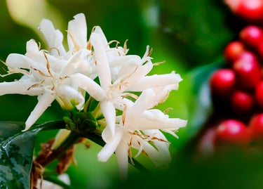 lorsust23 coffee blossom berries copy