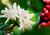 lorsust23 coffee blossom berries copy