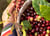 lorsust23 coffee harvest